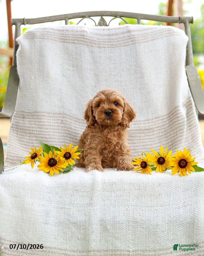 Cockapoo dogs Calvin - Ad 1