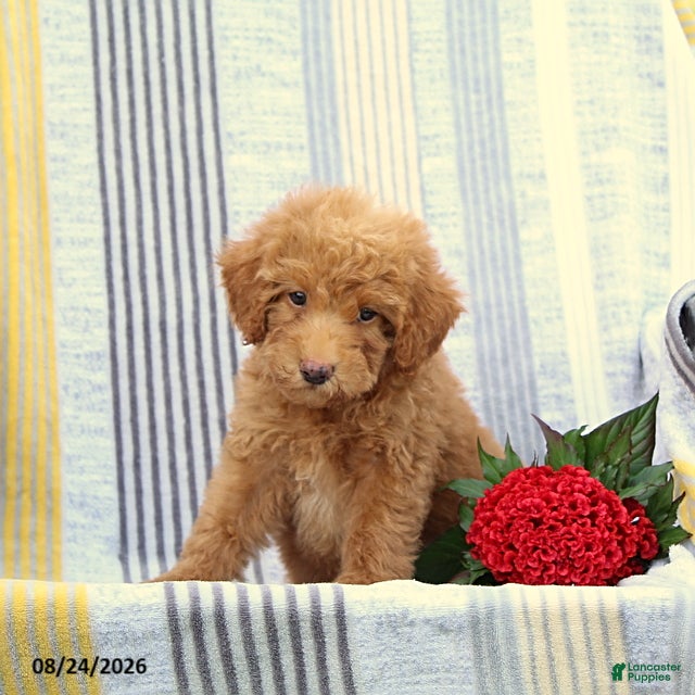 Miniature Poodle dogs Skip - Ad 1