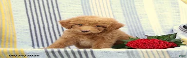 Skip