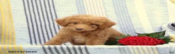 Miniature Poodle dogs for sale: Skip - Ad 1