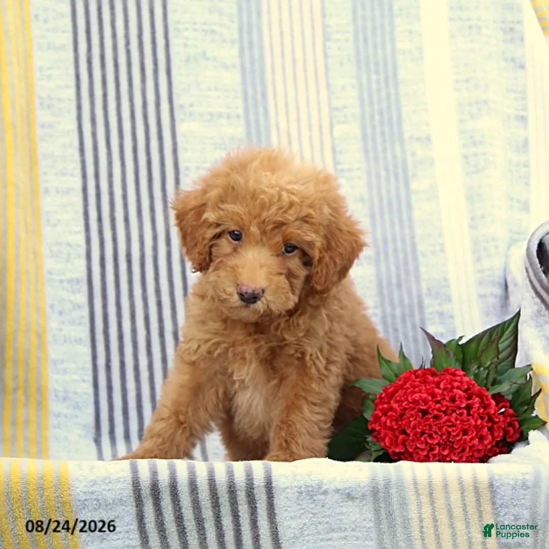Miniature Poodle dogs for sale: Skip - Ad 1