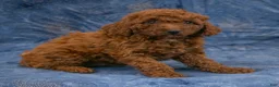 Miniature Poodle dogs for sale: Sabrina - Ad 2