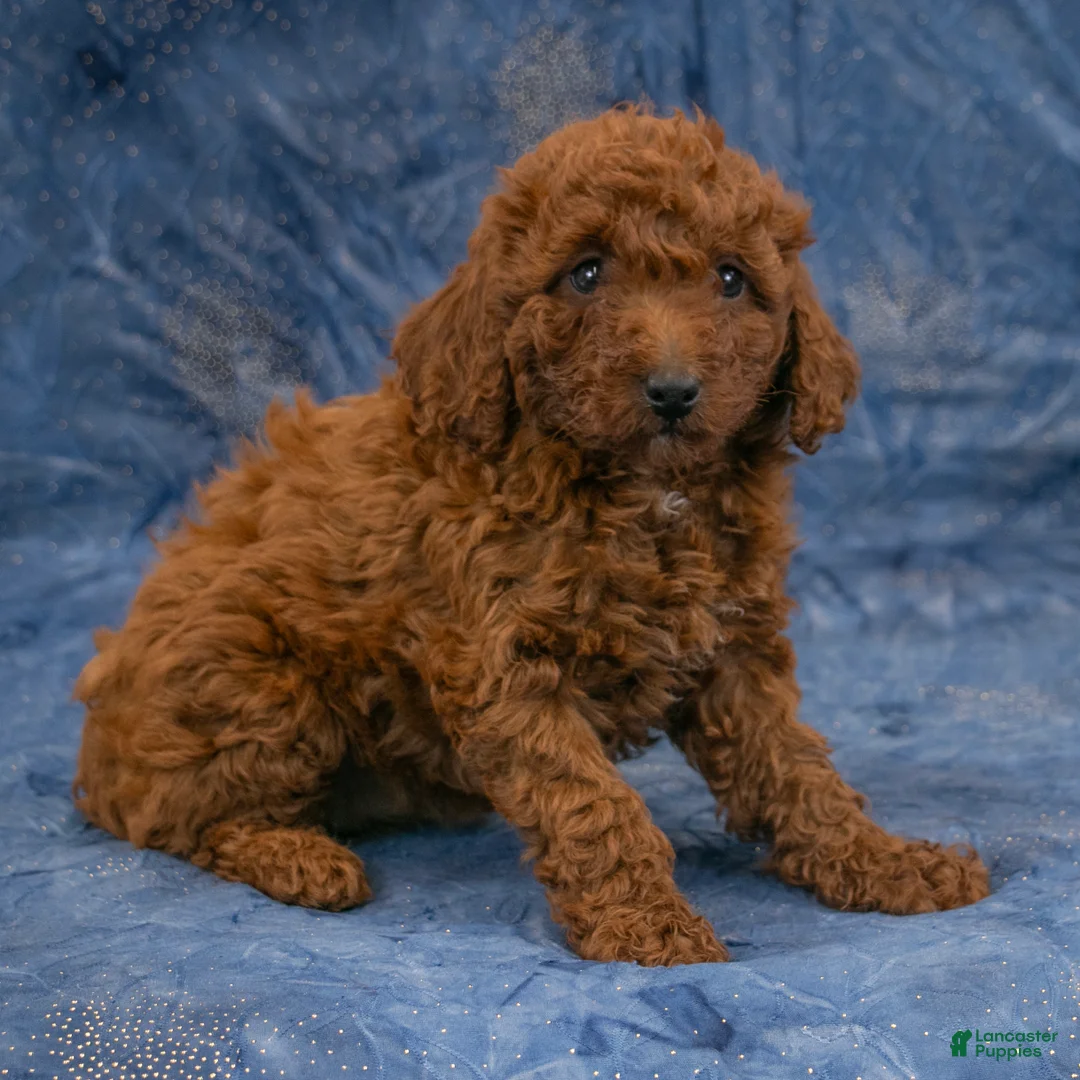 Miniature Poodle dogs for sale: Sabrina - Ad 2