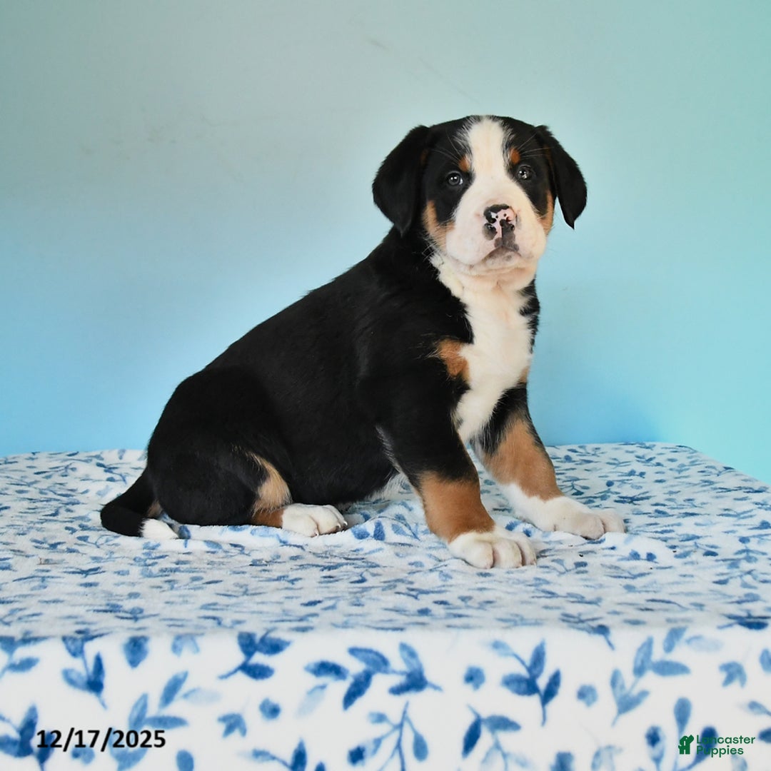 Mixed Breed dogs for sale: Bolt - Ad 1