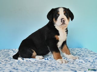 Mixed Breed dogs Bolt - Ad 20