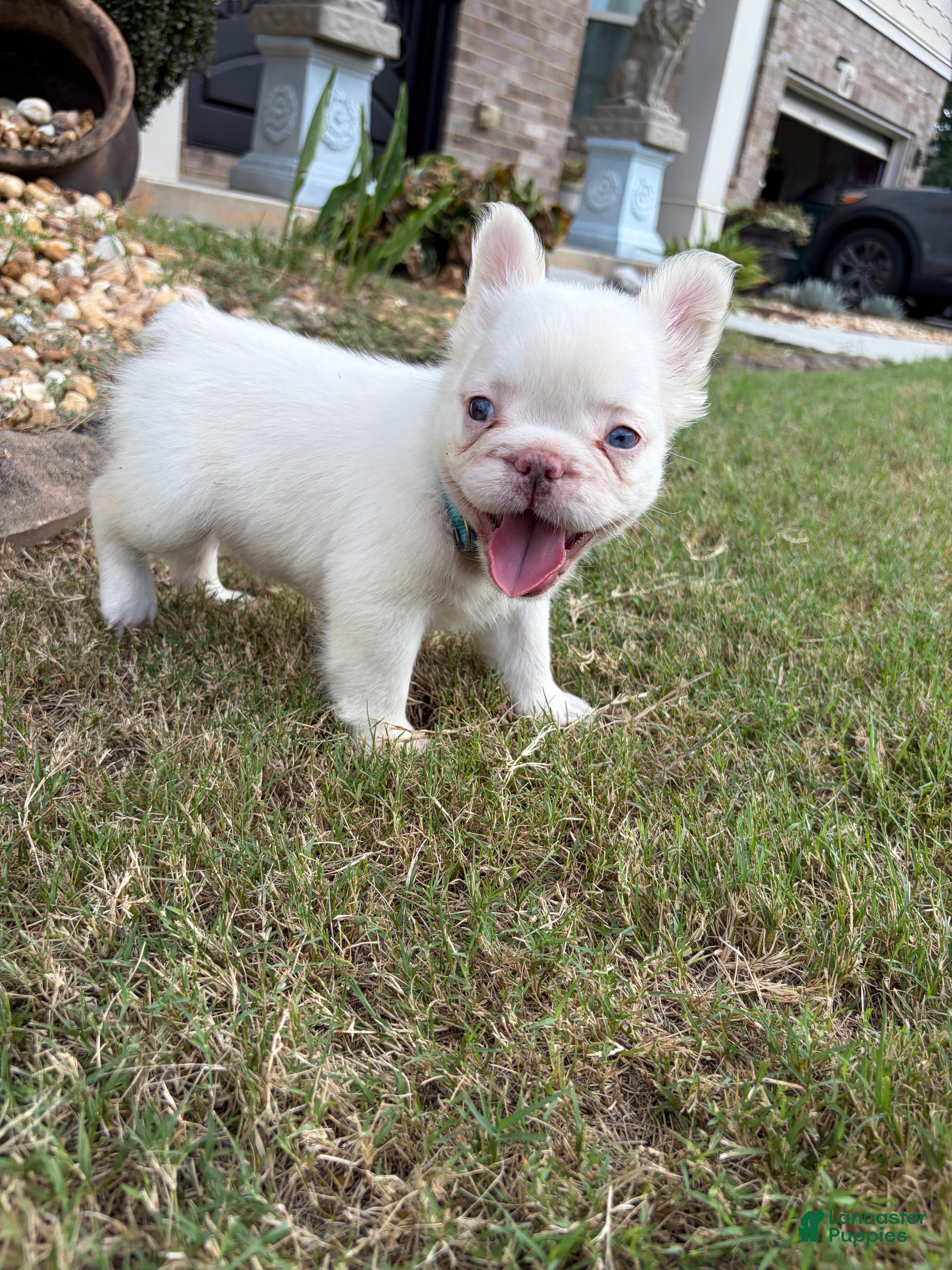 French Bulldog dogs CottonBall - Ad 2
