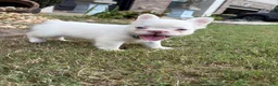 French Bulldog dogs for sale: CottonBall - Ad 2