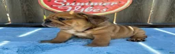 English Bulldog dogs for sale: Lipa - Ad 10
