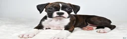 Boxer dogs for sale: Dena - Ad 5