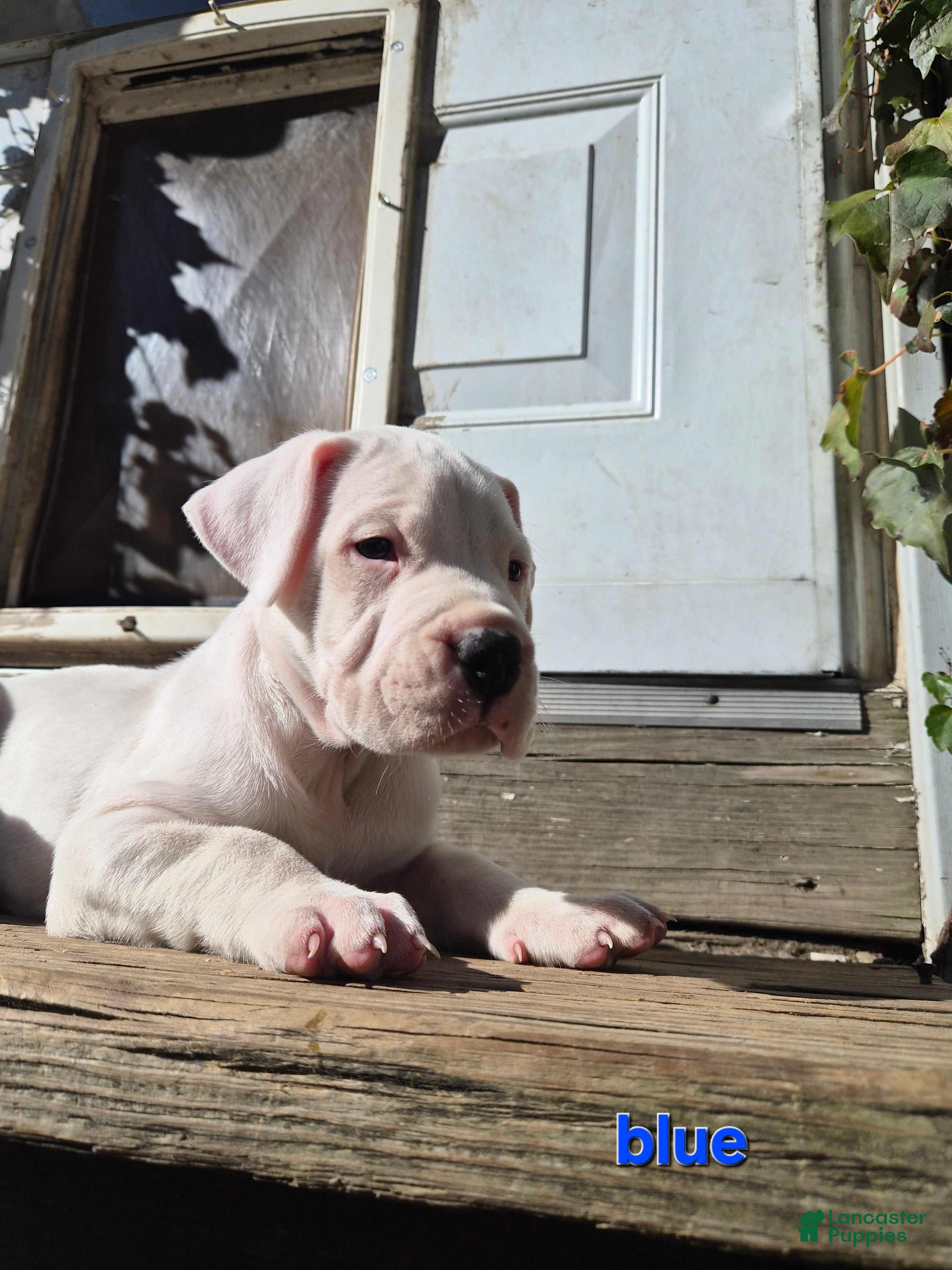 Dogo Argentino dogs Dogo Argentino Puppy 2 - Ad 4