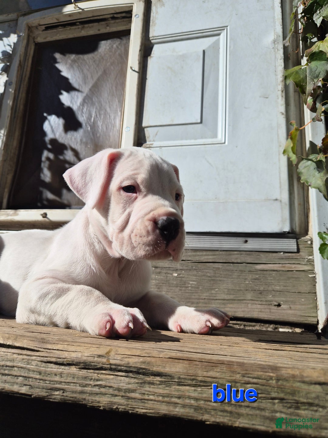 Dogo Argentino dogs for sale: Dogo Argentino Puppy 2 - Ad 1