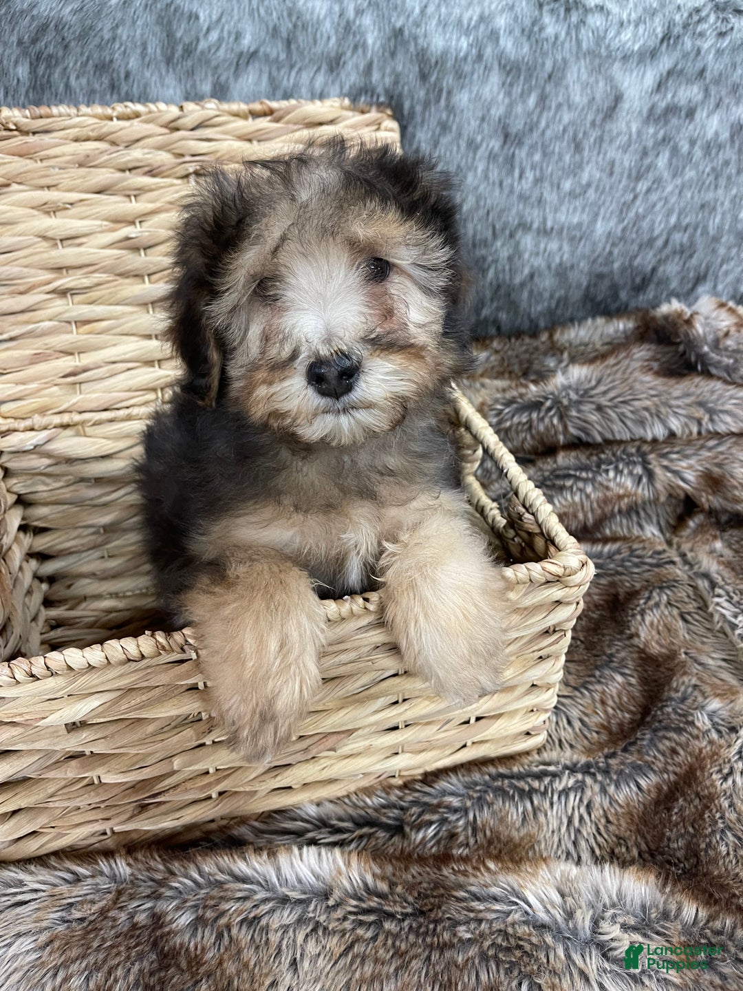 Mini Bernedoodle dogs for sale: “Chevy” Sable male - Ad 2