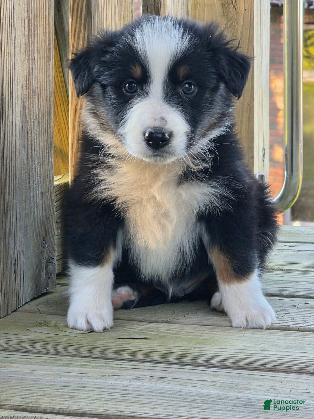 Australian Shepherd dogs for sale: Australian Shepherd Puppy 2 - Ad 2