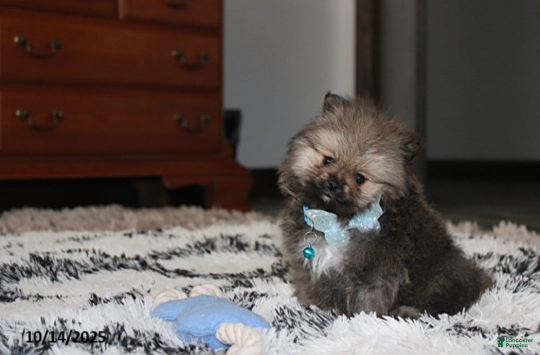 Pomeranian dogs for sale: Major - Ad 24