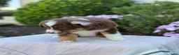 Miniature Australian Shepherd dogs for sale: Asher - Ad 11