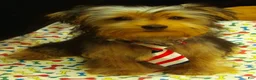 Yorkshire Terrier dogs for sale: Samson - Ad 11