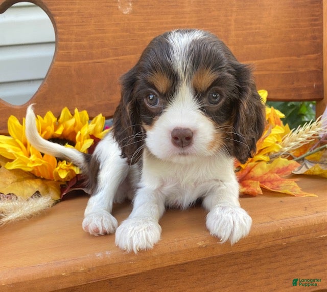Cavalier King Charles Spaniel dogs Hero- chocolate tri  - Ad 1