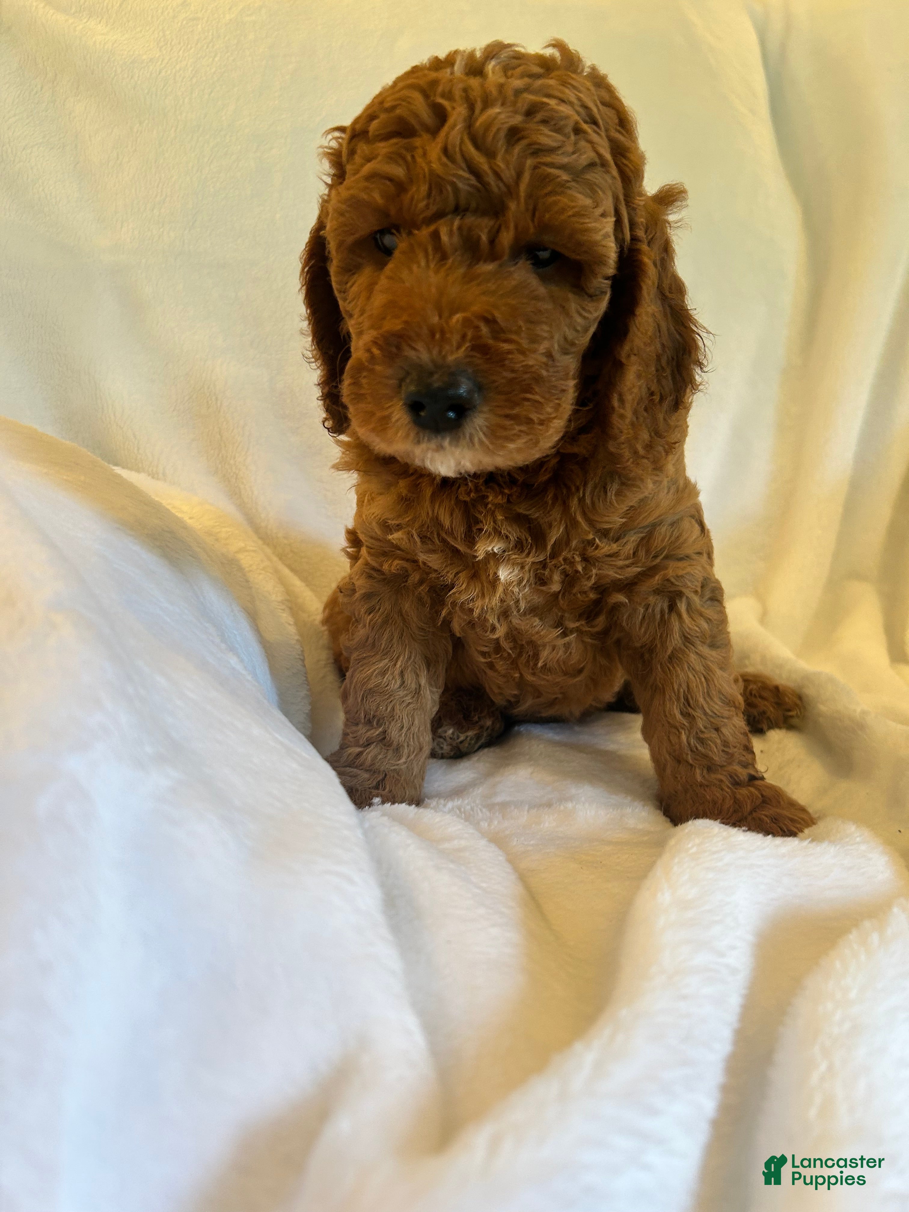 Goldendoodle dogs Curly - Ad 2