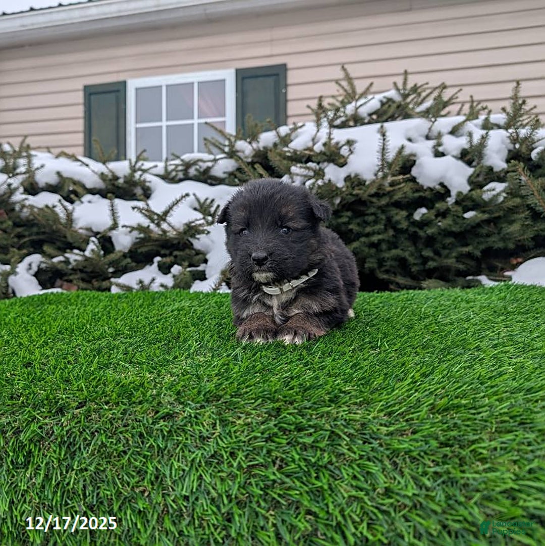 German Shepherd dogs for sale: Milo - Ad 5