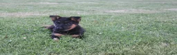 German Shepherd dogs for sale: Lola - Ad 3