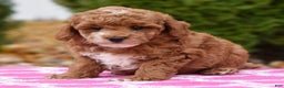 Miniature Poodle dogs for sale: Fargo - Ad 6