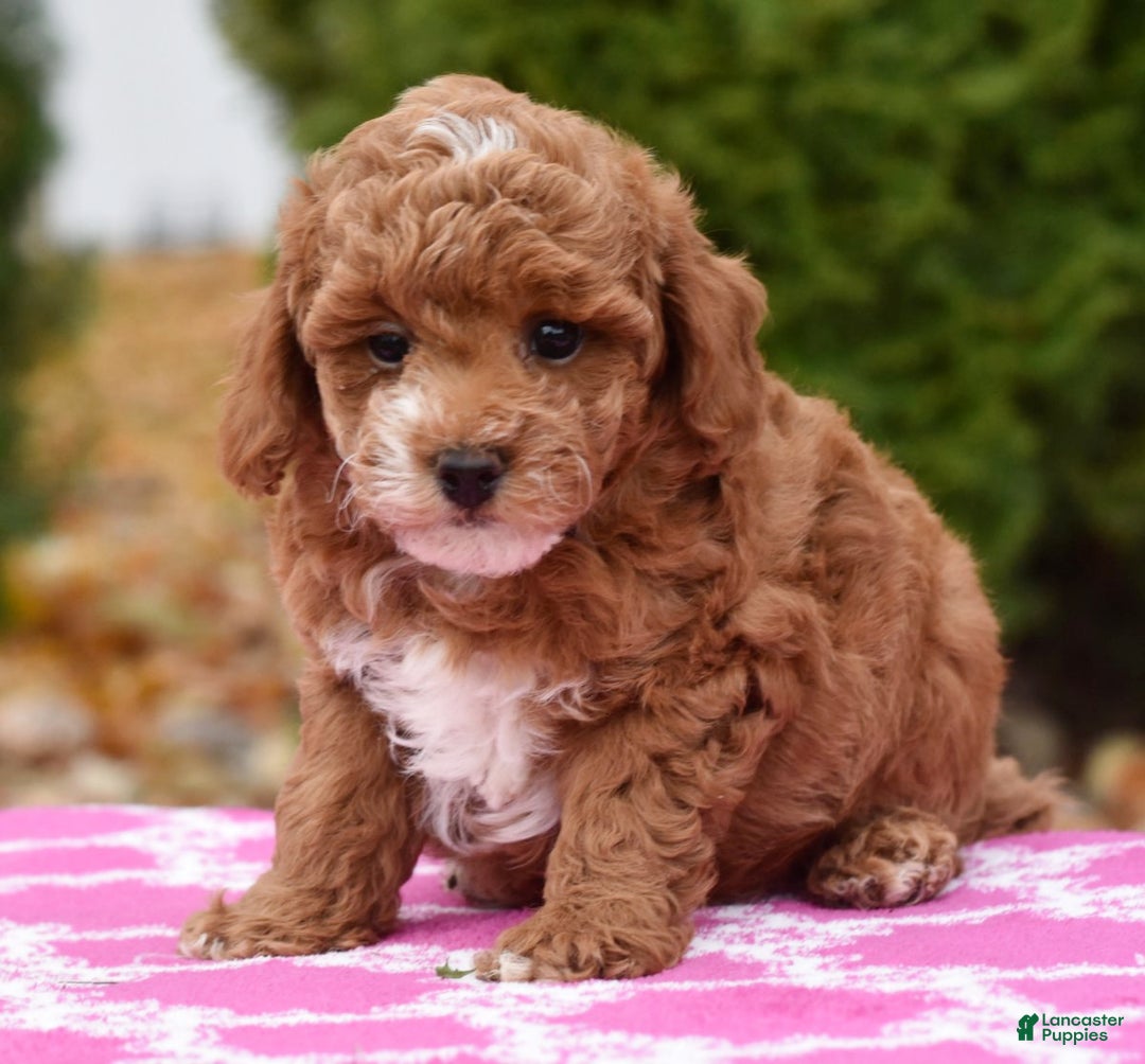 Miniature Poodle dogs for sale: Fargo - Ad 6