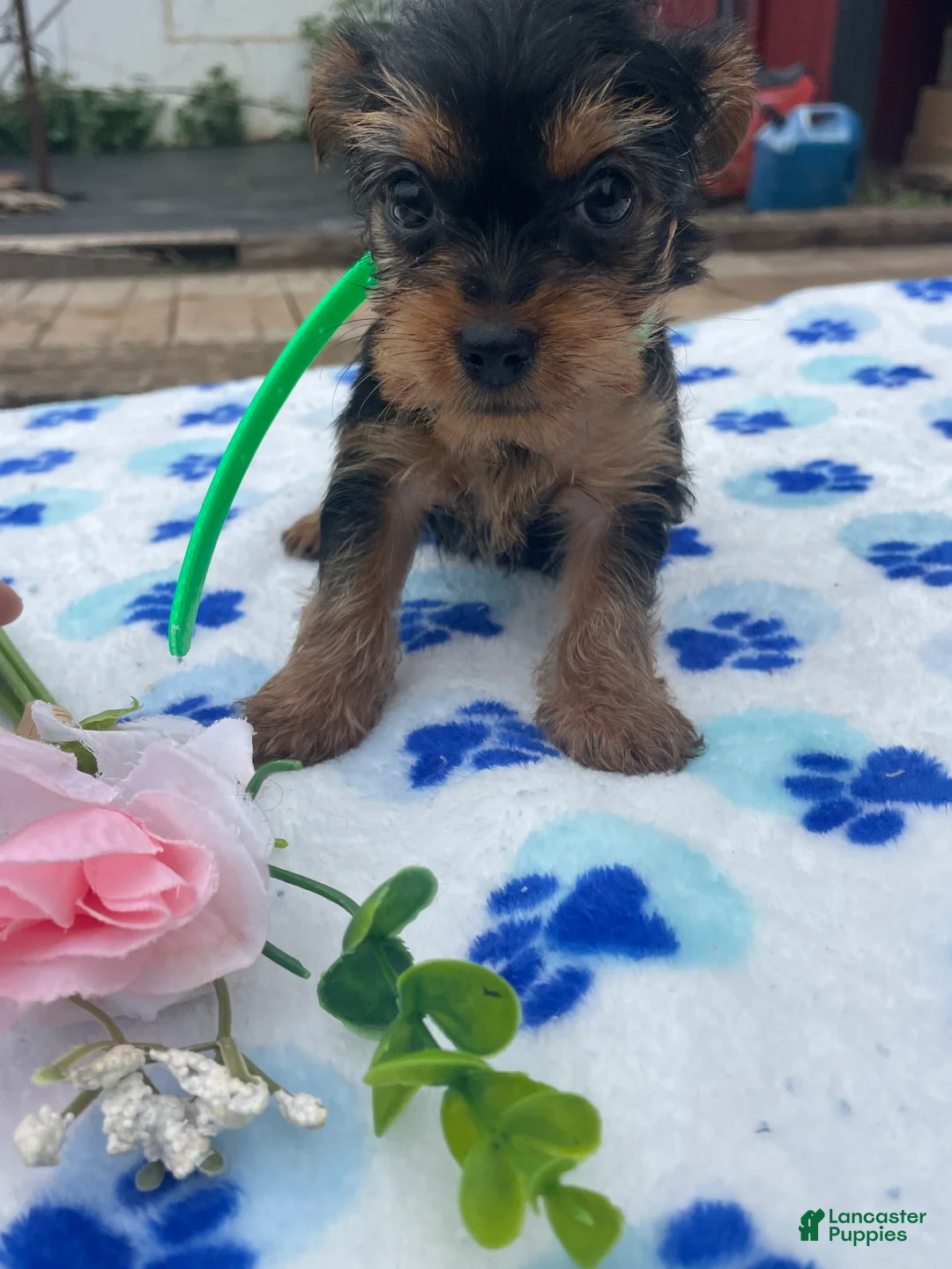 Yorkshire Terrier dogs for sale: Queen - Ad 2