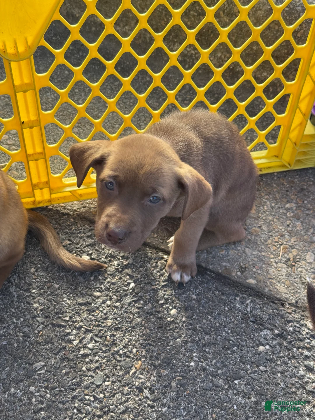 Pitsky dogs for sale: Pitsky Puppy 2 - Ad 1