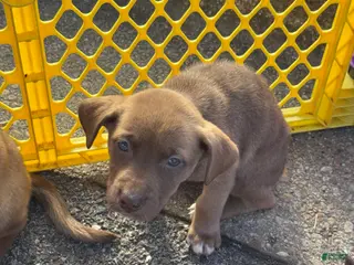 Pitsky dogs Pitsky Puppy 2 - Ad 4