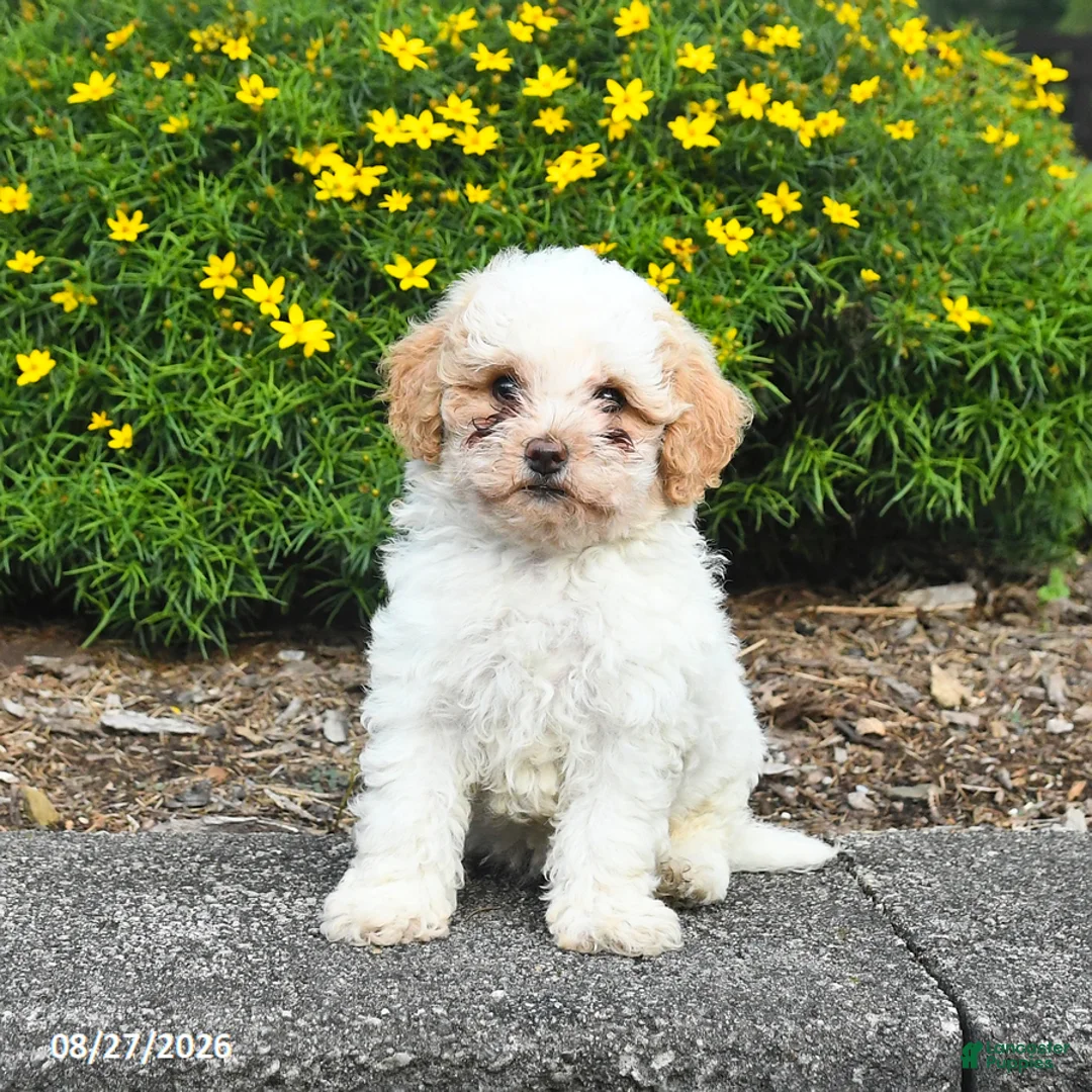 Havapoo dogs for sale: Livvy - Ad 3