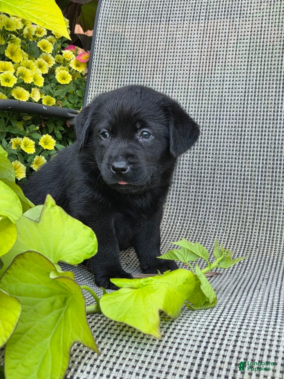 Labrador Retriever dogs Abby  - Ad 2