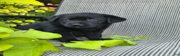 Labrador Retriever dogs for sale: Abby  - Ad 2