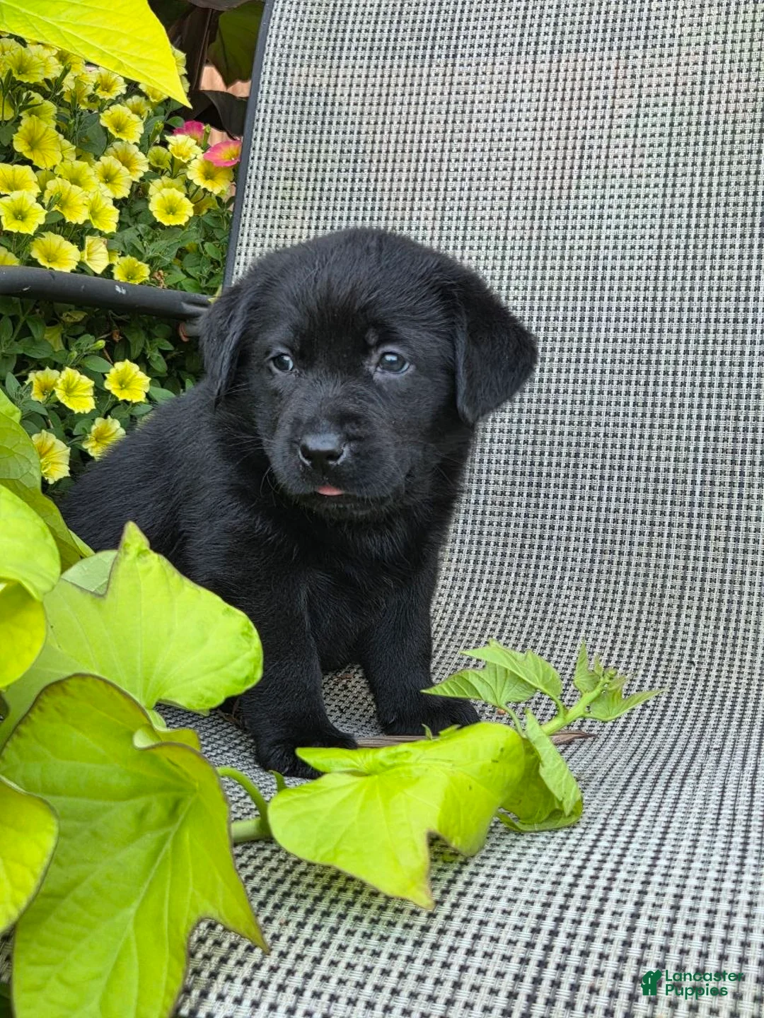 Labrador Retriever dogs for sale: Abby  - Ad 2