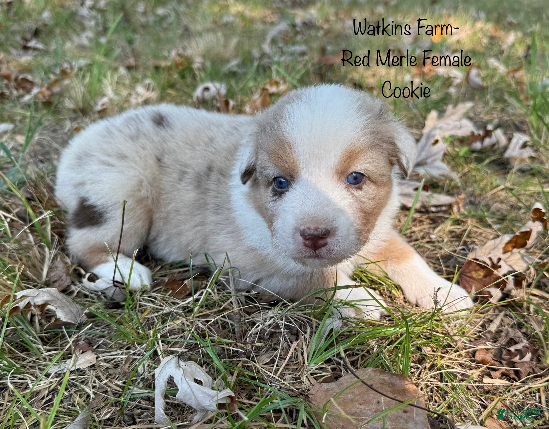 Australian Shepherd dogs Cookie  - Ad 1