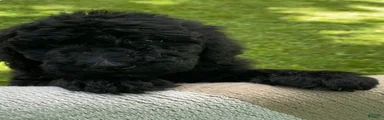 Pumpernickle