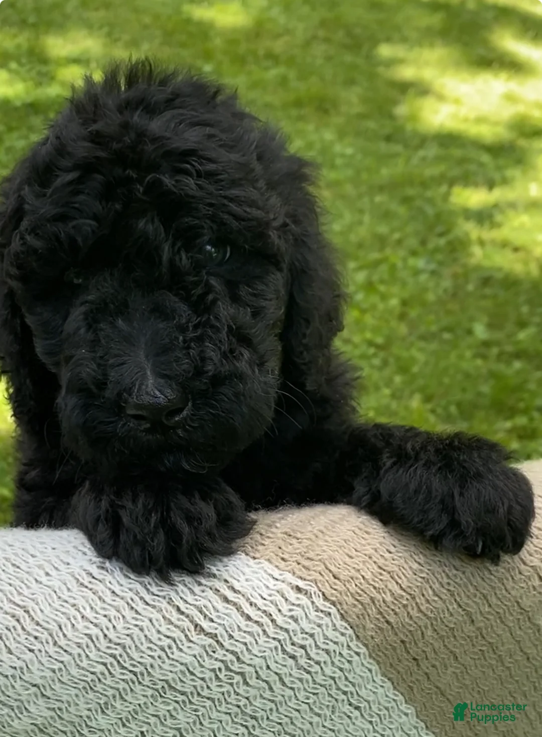 Mixed Breed dogs for sale: Pumpernickle - Ad 1