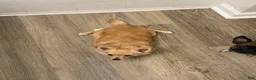 Chihuahua dogs for sale: Mello - Ad 3