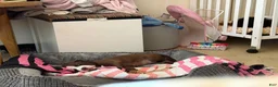 American Pit Bull Terrier dogs for sale: American Pit Bull Terrier 1 - Ad 11