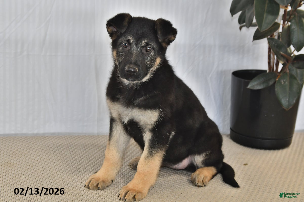 German Shepherd dogs Mocha - Ad 10