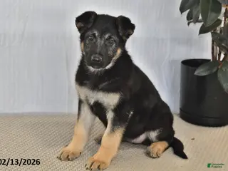 German Shepherd dogs Mocha - Ad 10