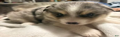 Pomsky Puppy 1