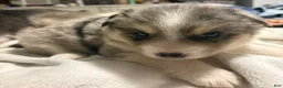 Pomsky dogs for sale: Pomsky Puppy 1 - Ad 1