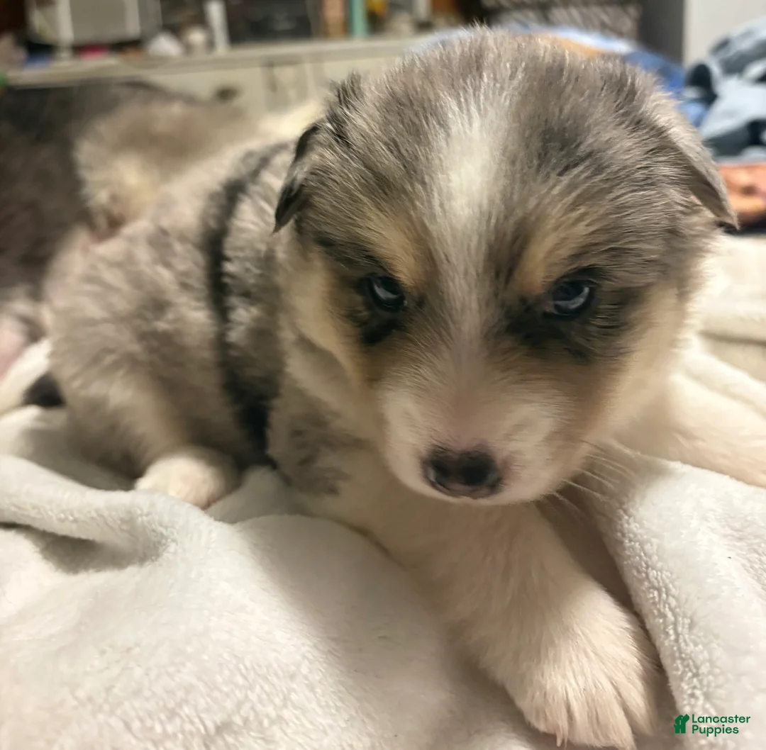 Pomsky dogs for sale: Pomsky Puppy 1 - Ad 1