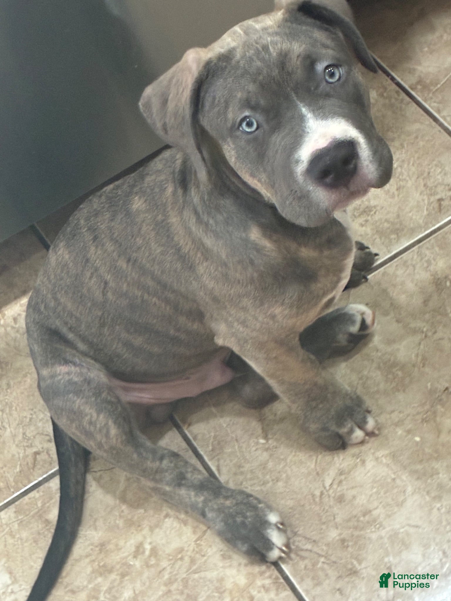 American Bully dogs Spade - Ad 1