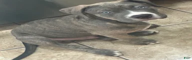Spade