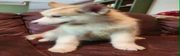 Alaskan Malamute dogs for sale: Alaskan Malamute 5 - Ad 3