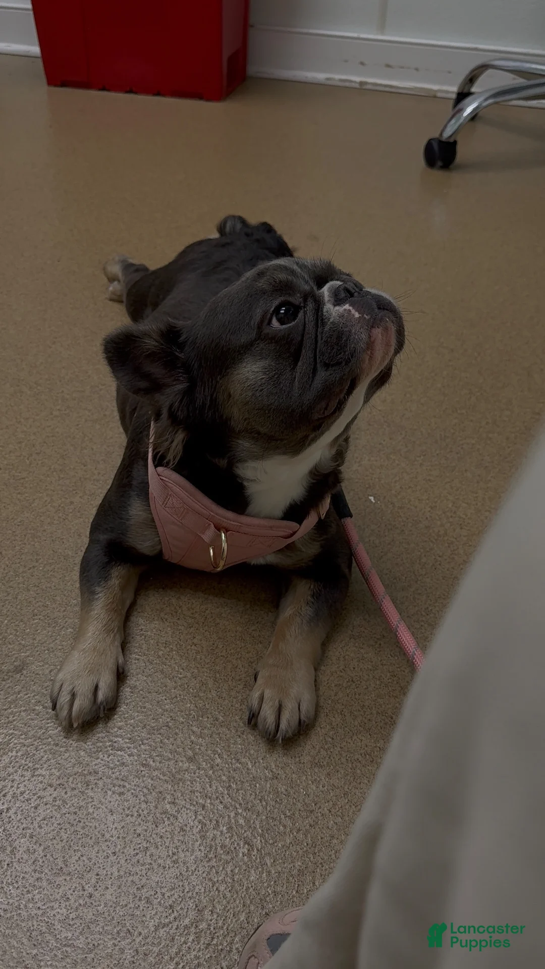 French Bulldog dogs for sale: Bear - Ad 2