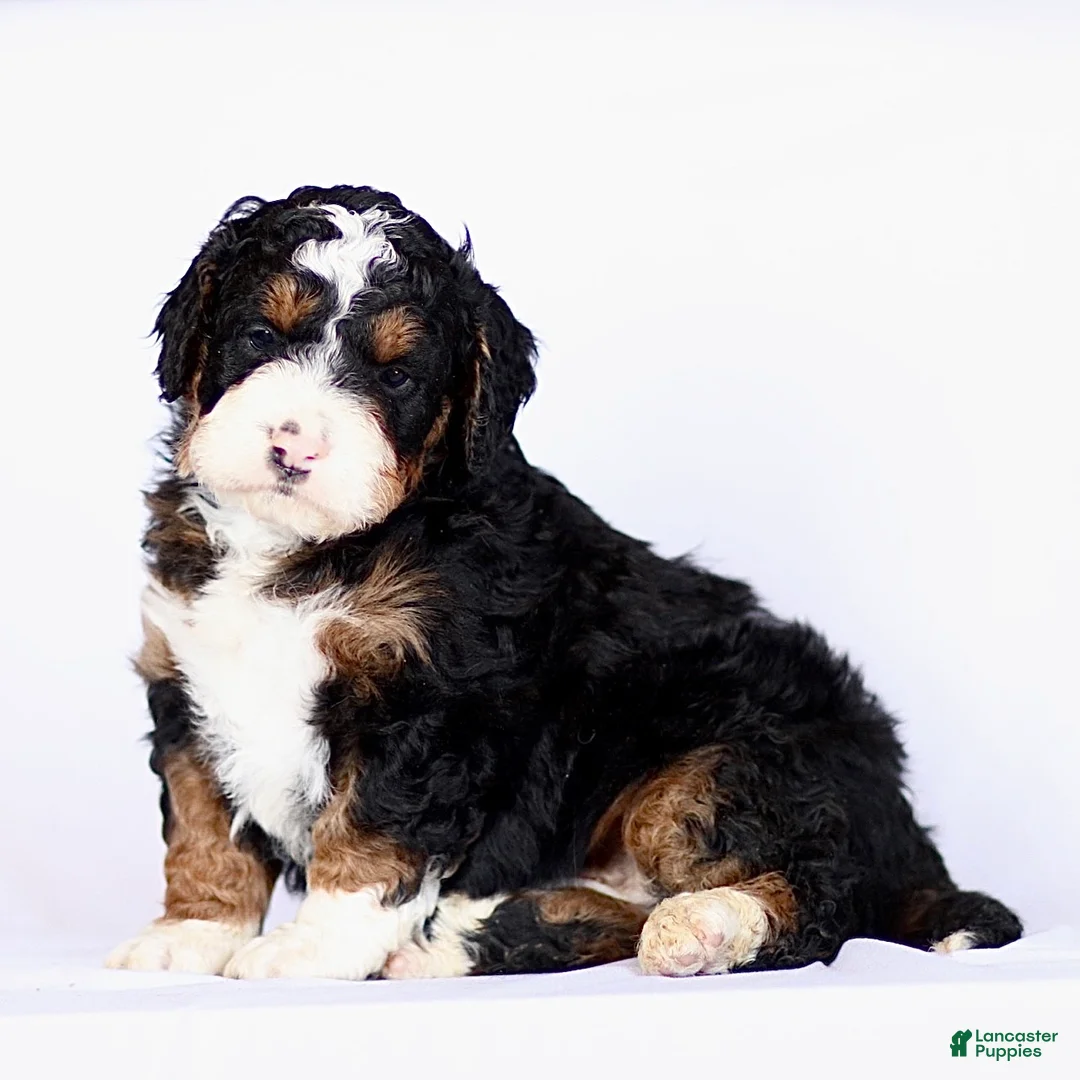 Mini Bernedoodle dogs for sale: George - Ad 6