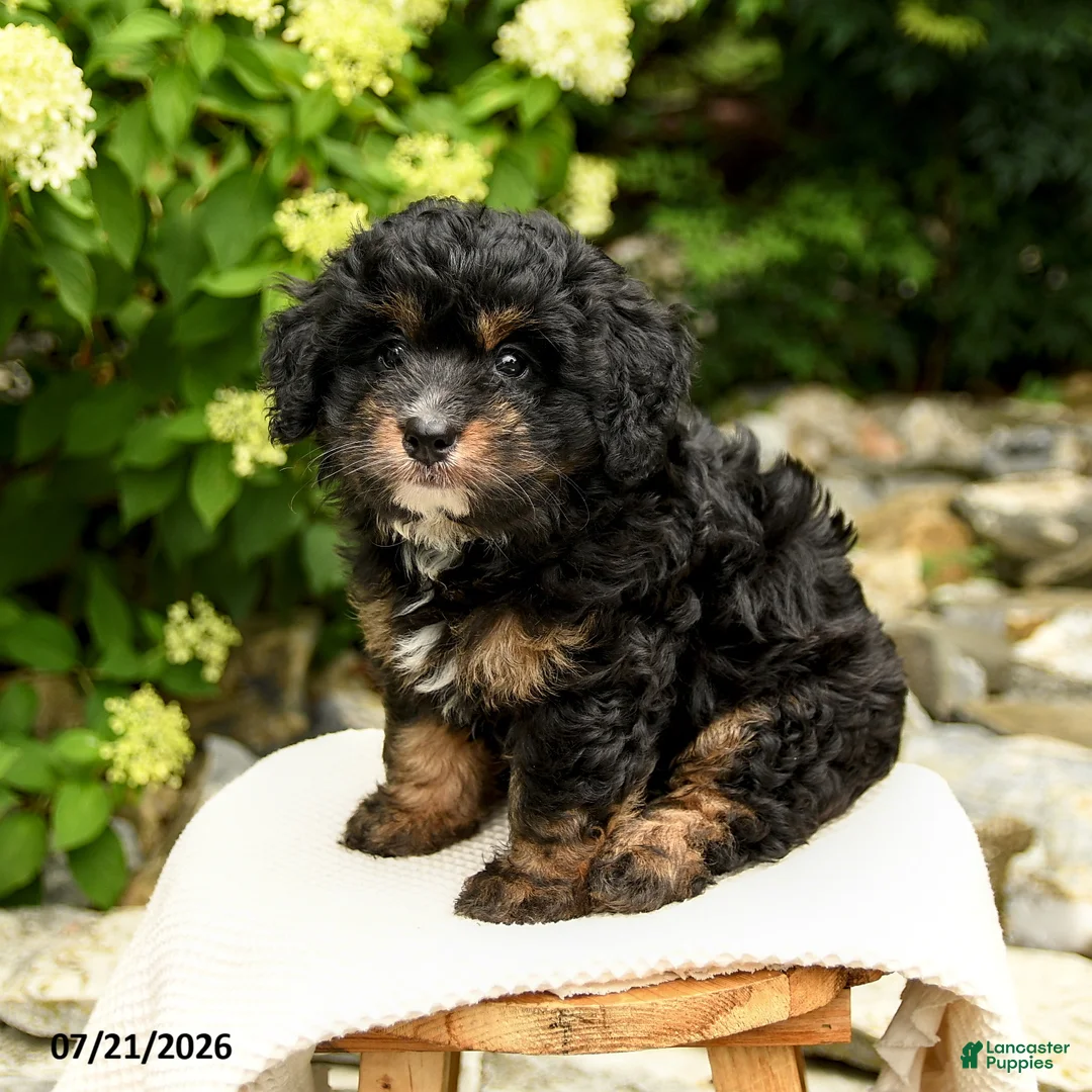 Mini Bernedoodle dogs for sale: Camila - Ad 3