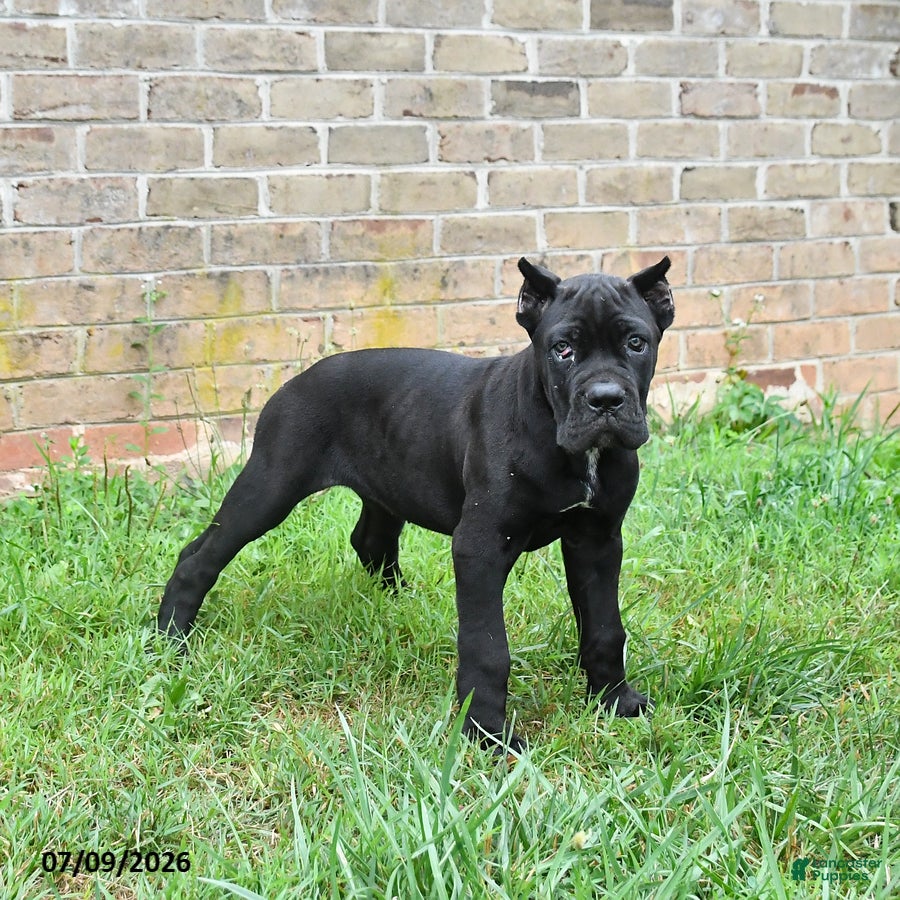 Cane Corso dogs Diamond - Ad 2